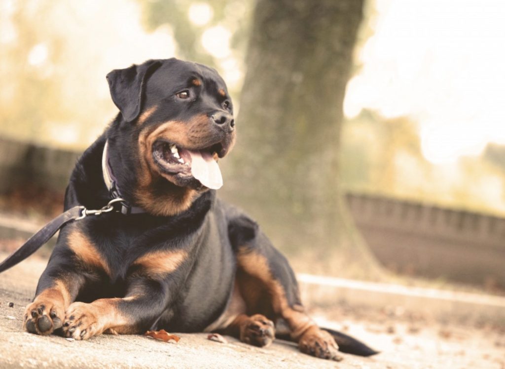 How Do You Change Your Dog’s Behavior? 7 Screenshot 2021 11 23 at 08.41.54