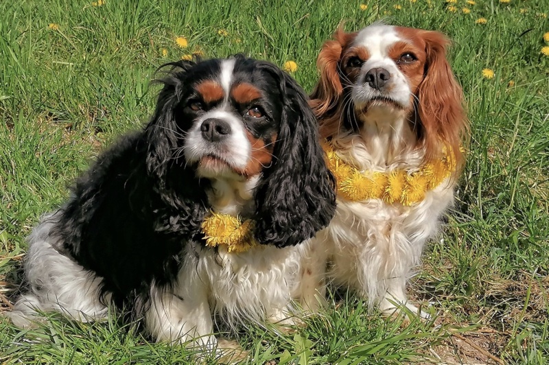 Why do We Socialize Dogs? 12 dog socialize