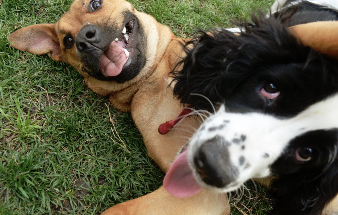 How To Play With Your Dog?