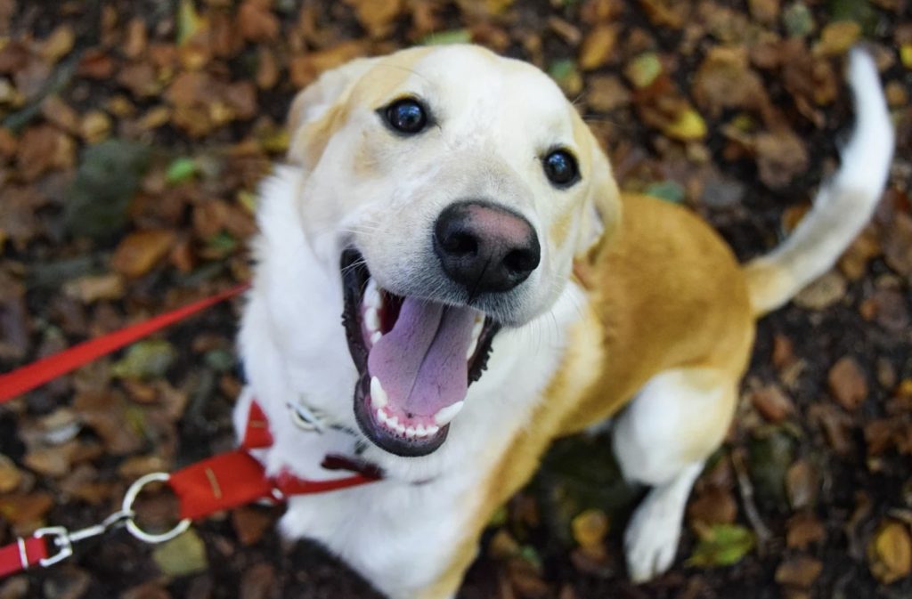 How To Train Your Dog When Overly Excited 14 Screenshot 2022 02 05 at 08.47.34