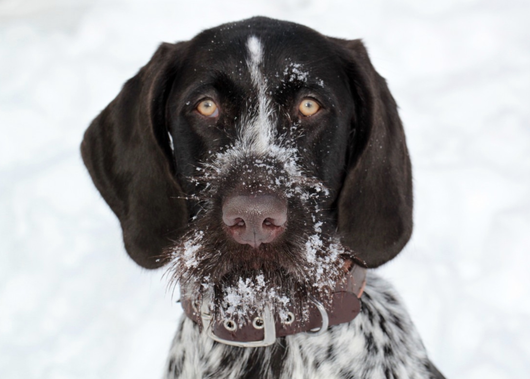 10 Things You Need To Know Before Getting A German Shorthaired Pointer