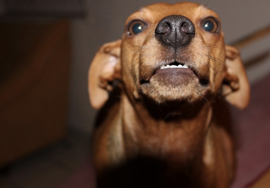 How to Recognize The Difference between Puppy Aggression and Play Aggression 12 Screenshot 2022 02 07 at 15.37.27