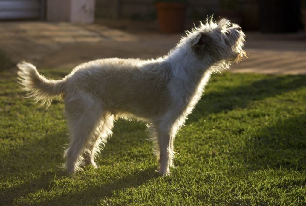 Why Does Your Dog Bark? 11 Screenshot 2022 02 08 at 16.50.00