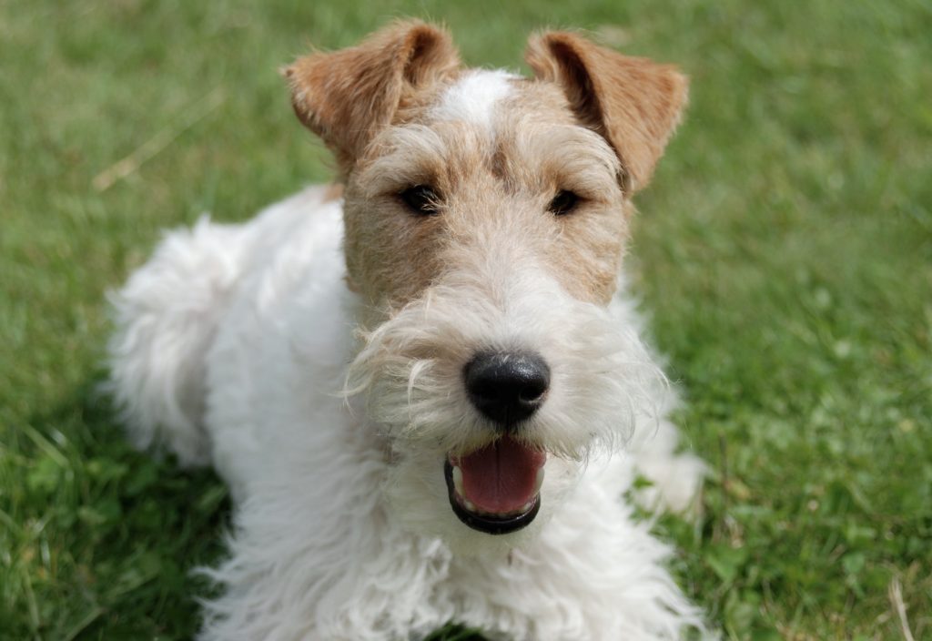 Dog Breeds That Bark The Most 1 fox terrier