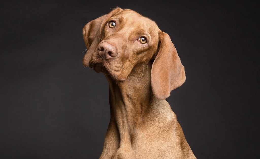 How to Tell if Your Dog is Stressed? Signs of Dog's Body Language 24 Screenshot 2022 02 19 at 08.54.20