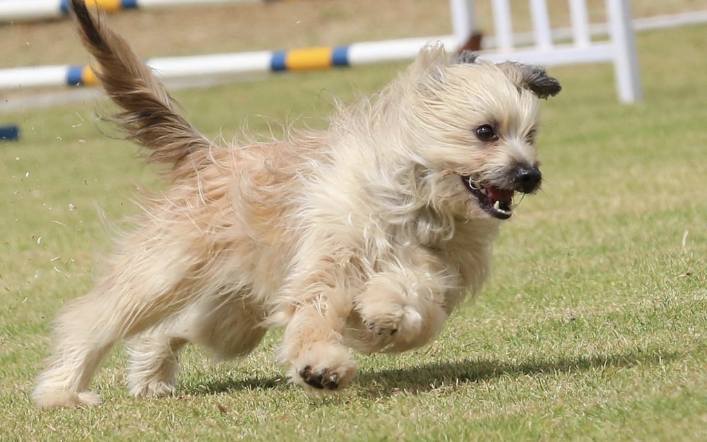 Introduction to Dog Parkour - How to Play and Train Your Puppy? 21 Screenshot 2022 02 28 at 10.08.47