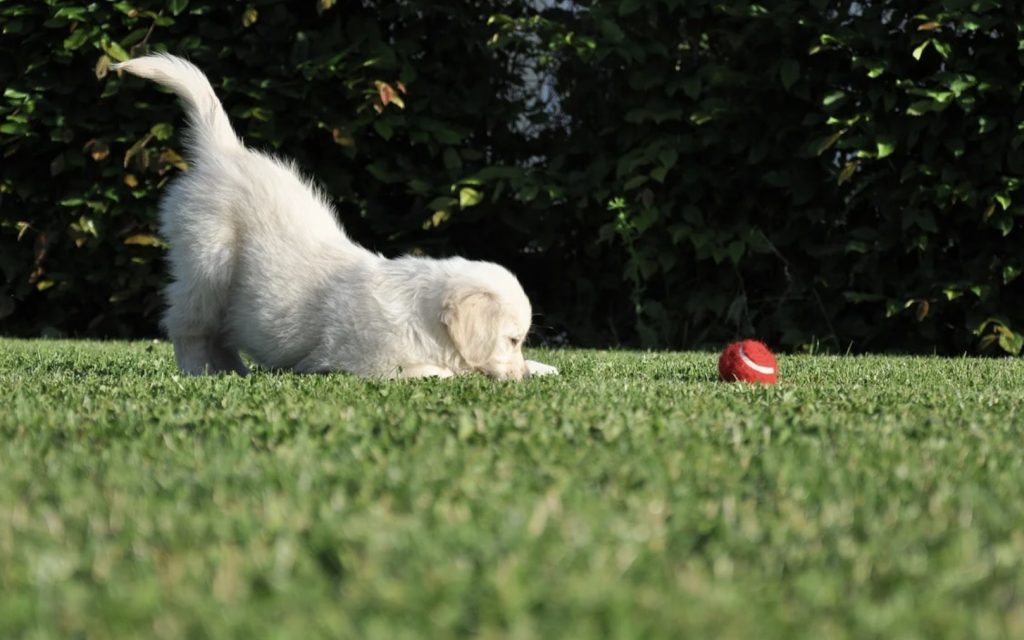 Easy Game to Establish Your Leader Role 20 Screenshot 2022 03 02 at 08.42.54