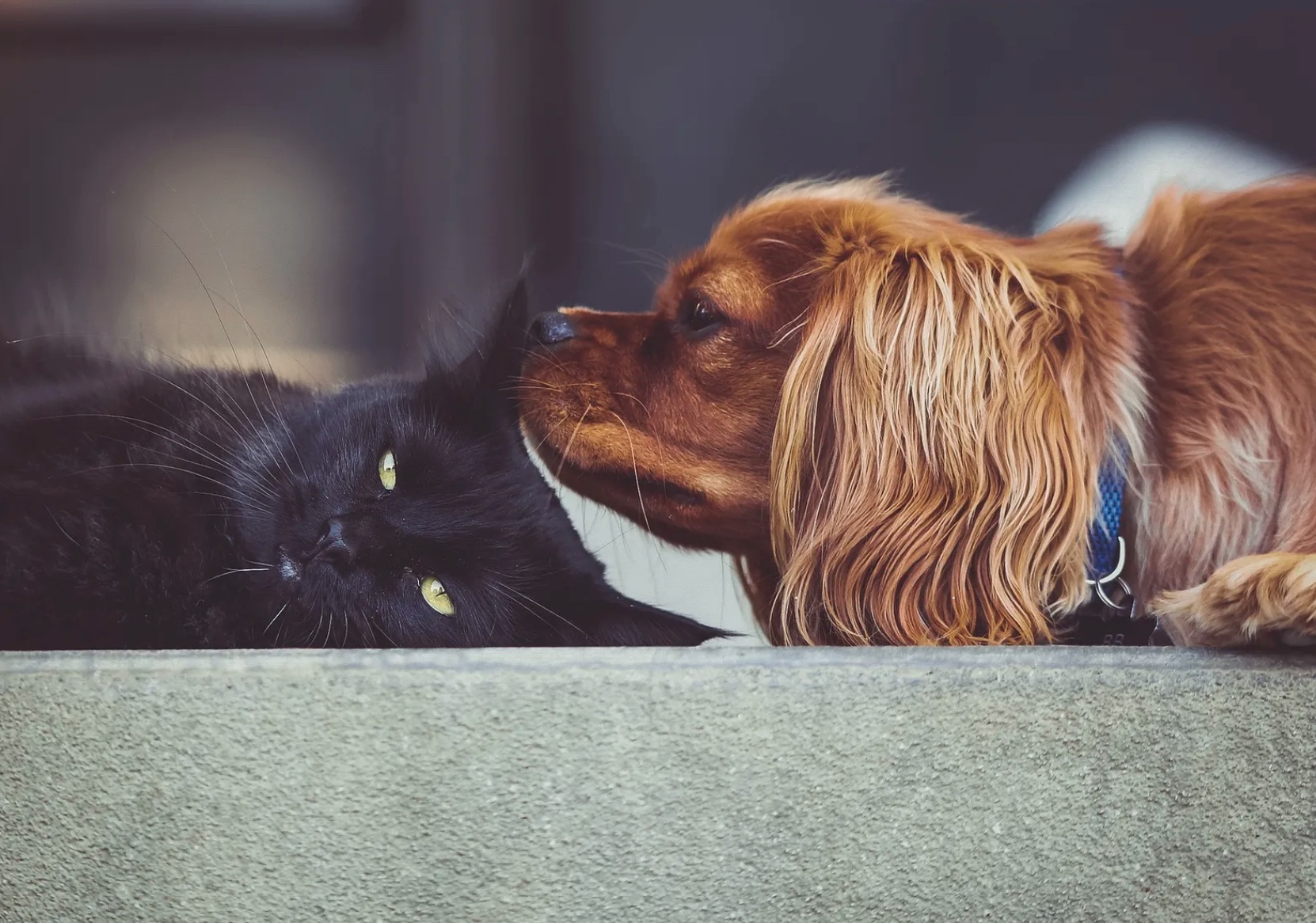 Dog Breeds Great With Cats Best Breeds With Kittens