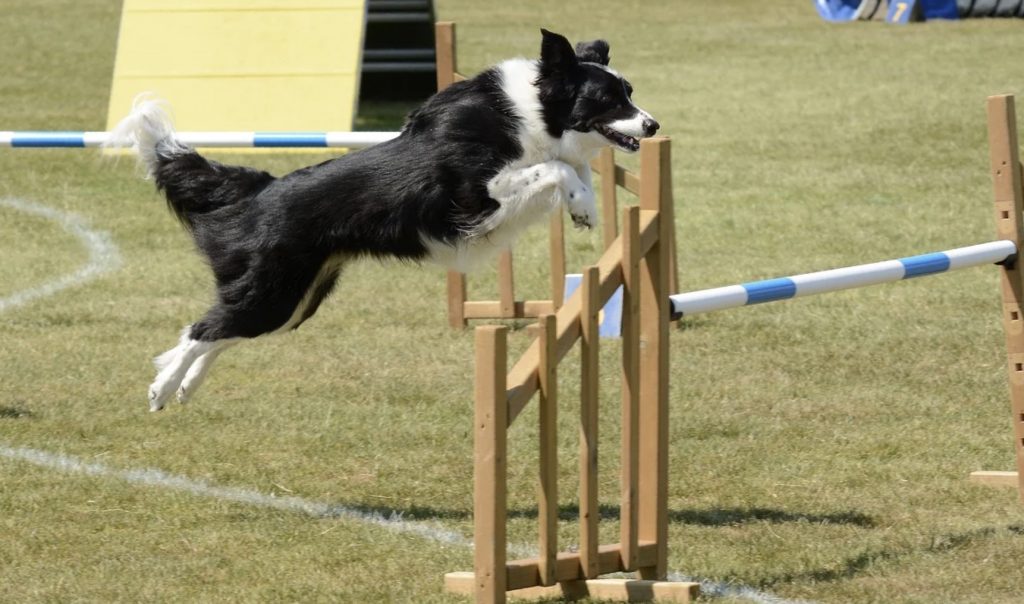 How to Practice Dog Agility Exercise at Home? 1 Screenshot 2022 03 12 at 10.21.23