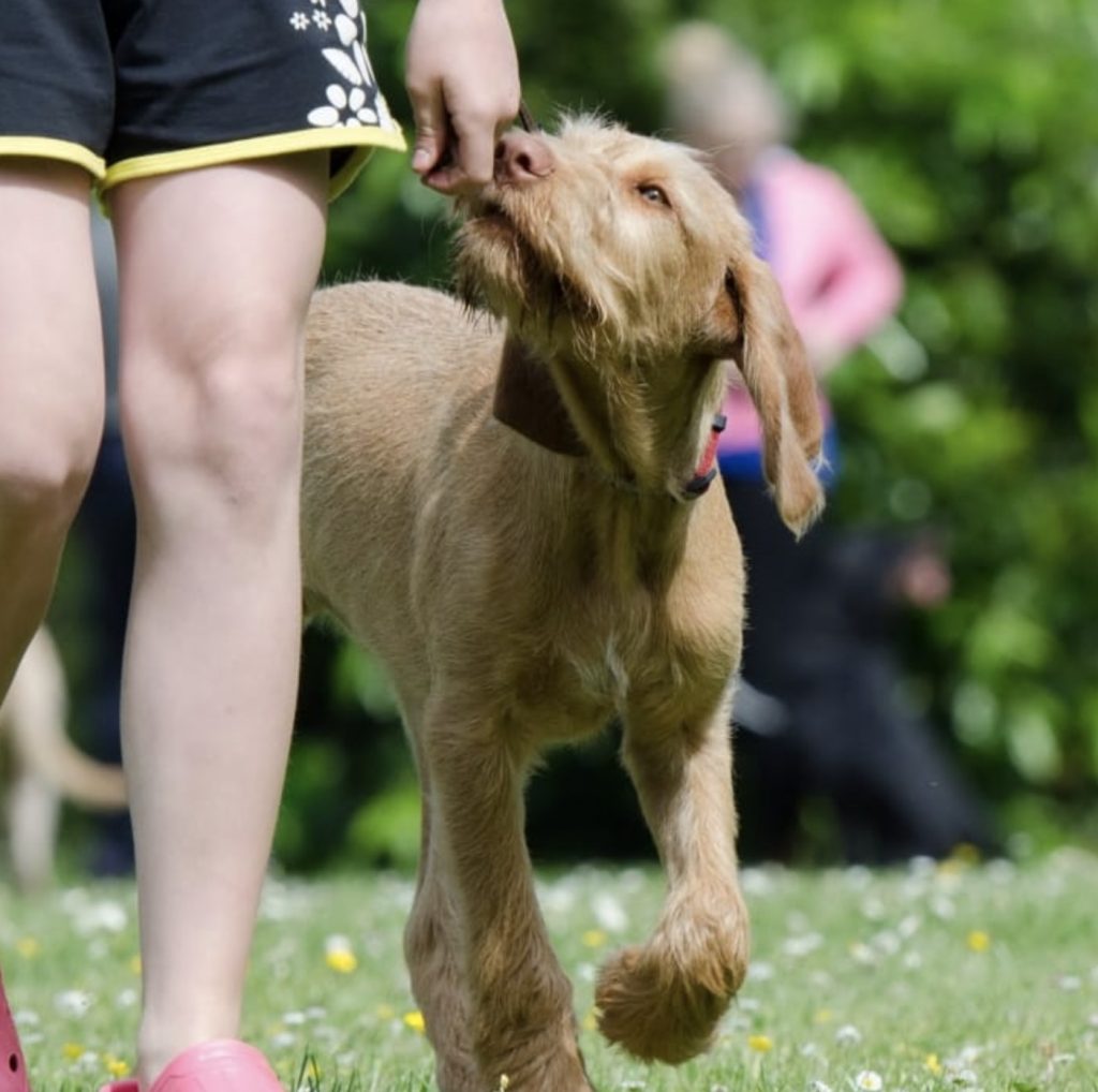 How to Train Your Dog Despite Distractions 18 Screenshot 2022 03 25 at 10.35.28