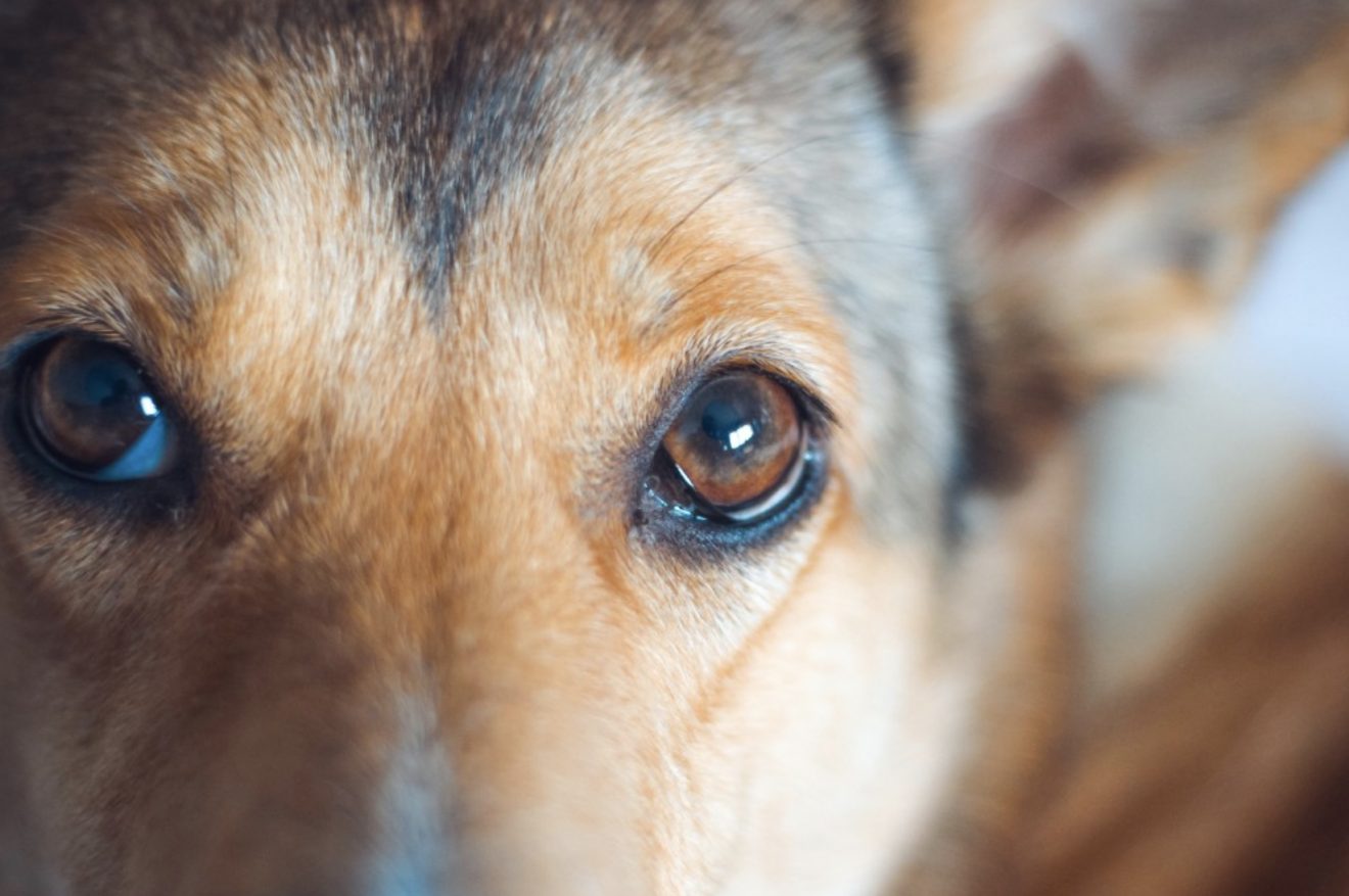 How To Establish Eye Contact With Your Puppy