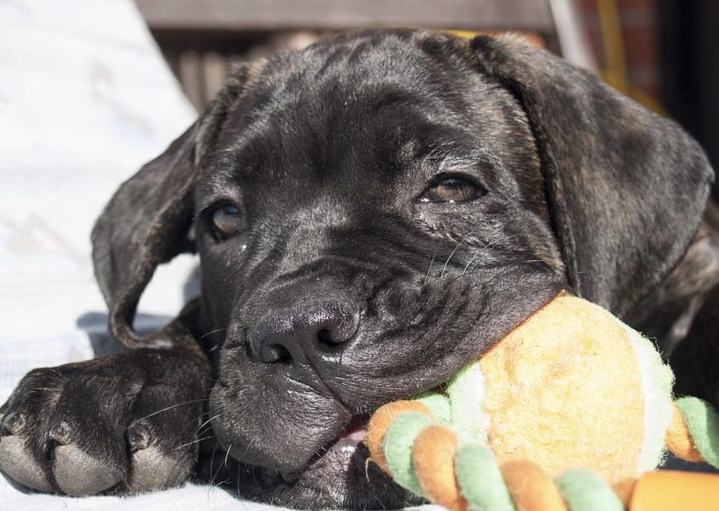 How to Use Chew Toys for Separation Anxiety 14 Screenshot 2022 04 04 at 10.56.32