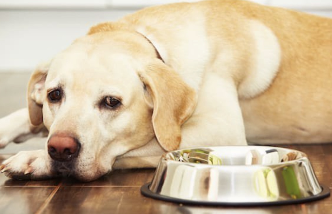 What To Do If Your Dog Doesn’t Love Food?