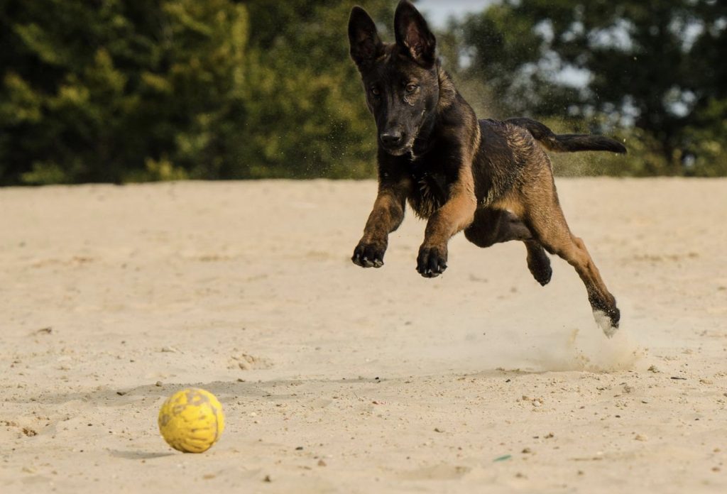 How to Improve Your Dog’s Impulse Control? 20 Screenshot 2022 04 13 at 23.24.10