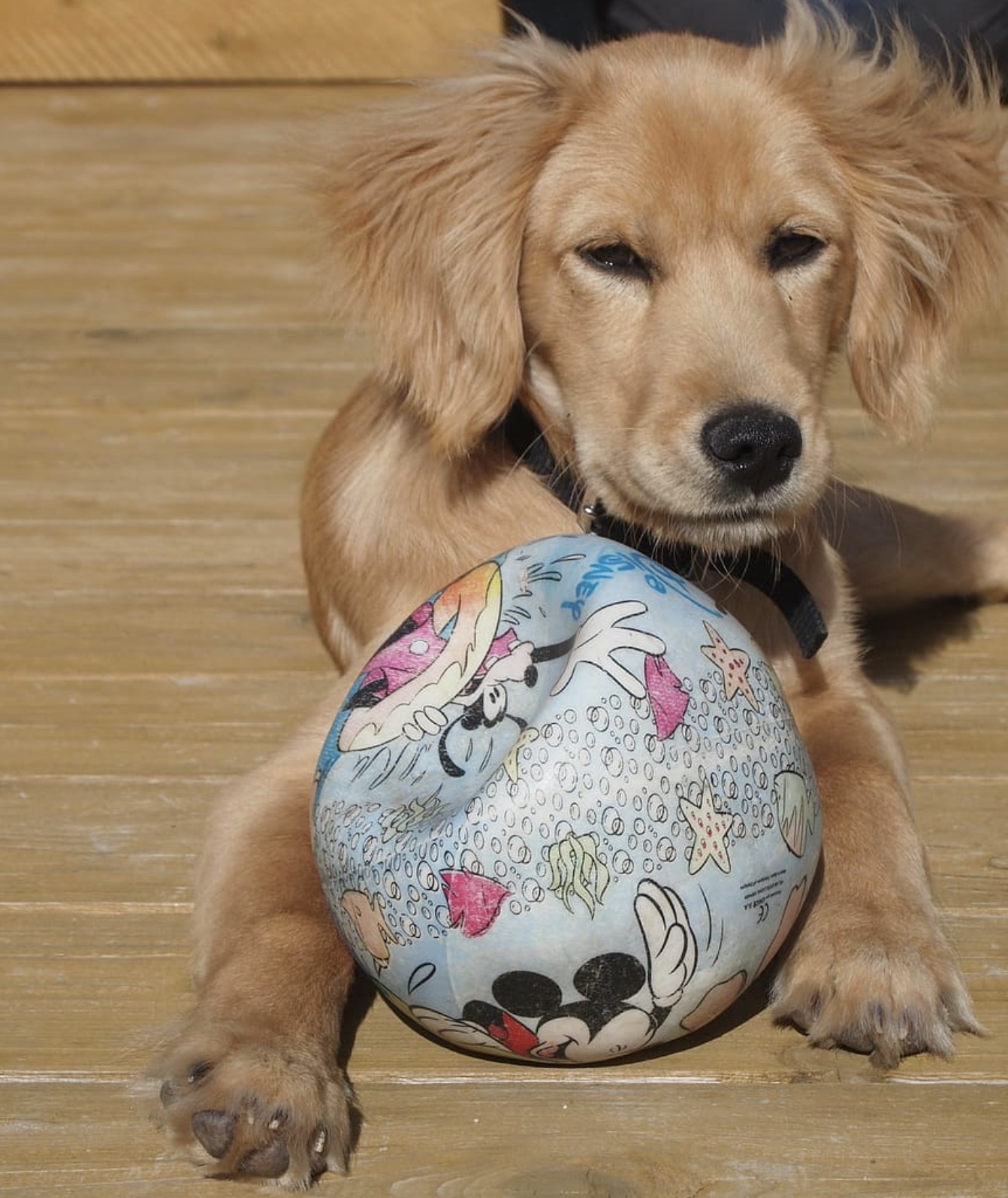 How To Increase Your Dog’s Will To Play?