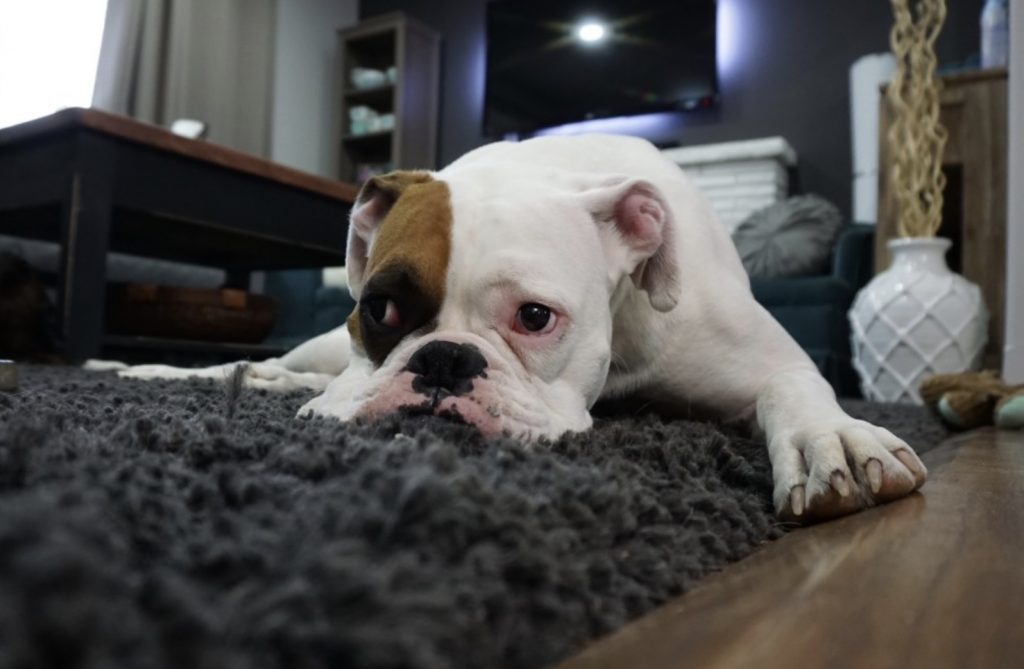 Top 4 Mistakes Owners Make When Handling Separation Anxiety 4 Screenshot 2022 04 21 at 09.29.57