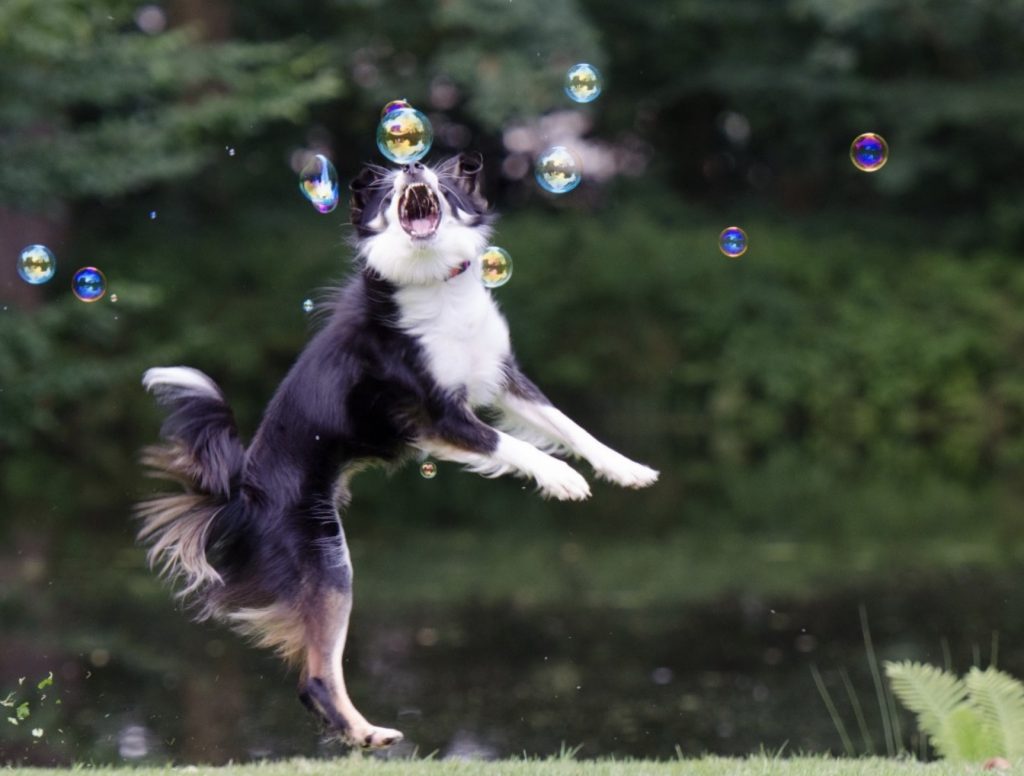 Chase Up Game – How to Play it and Why? 2 Screenshot 2022 04 28 at 07.49.59