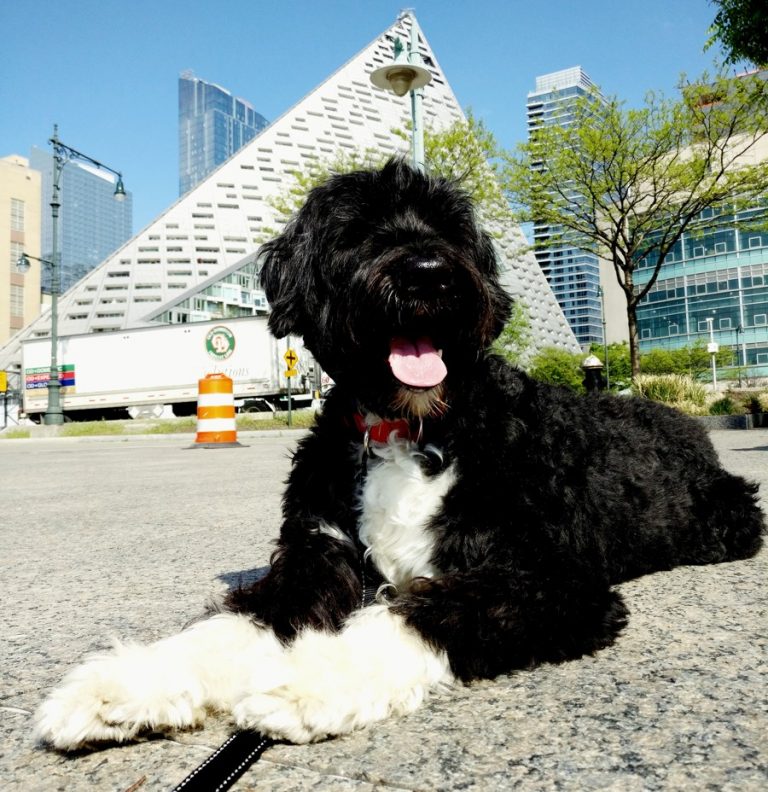 Portuguese Water Dog