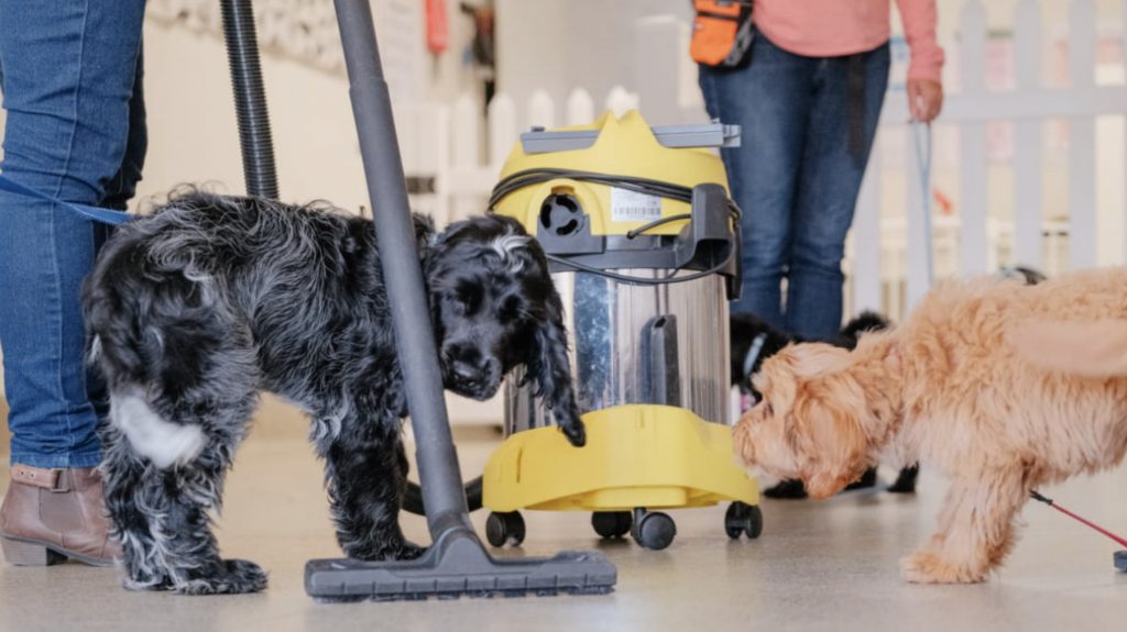 How Does Our Behavior Influence Our Dog? 1 Screenshot 2022 05 02 at 10.03.31