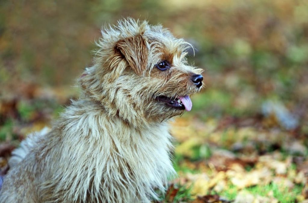 What To Do If Your Dog Loses Focus During Training? 22 Screenshot 2022 05 02 at 10.07.06