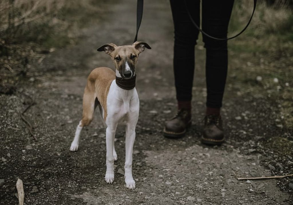 How to Learn Safe Loose Leash Walking 18 Screenshot 2022 05 11 at 08.21.43