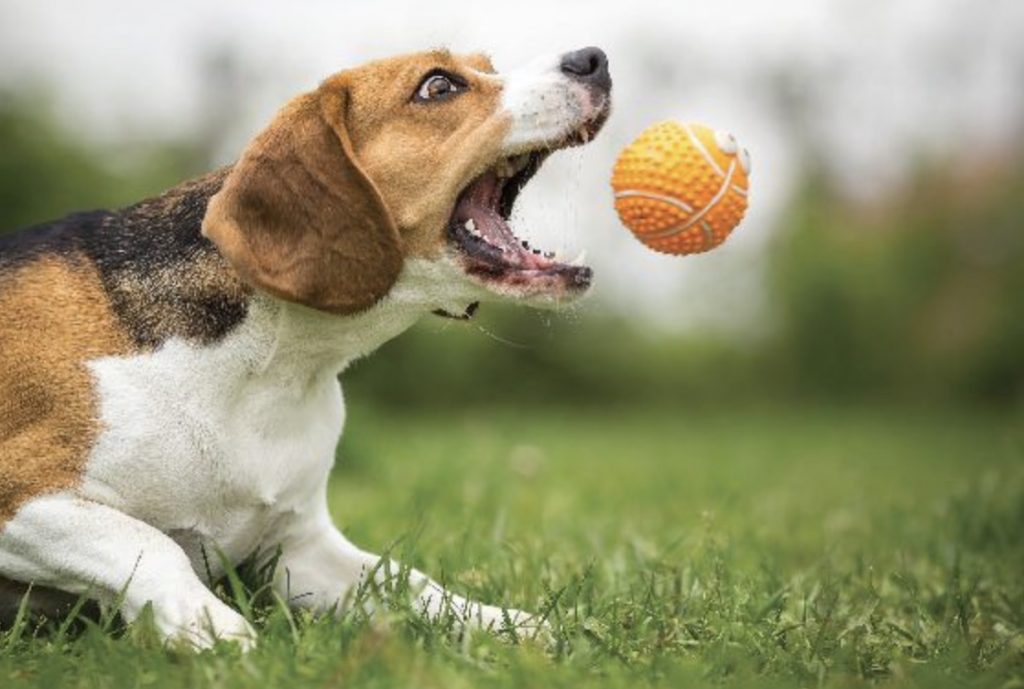 Understanding Different Types of Games and How to Use in Training 17 Screenshot 2022 05 16 at 10.16.48