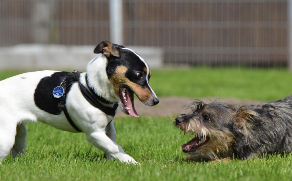 What Puppy Socialization Actually Is? 3 Screenshot 2022 05 20 at 09.13.55