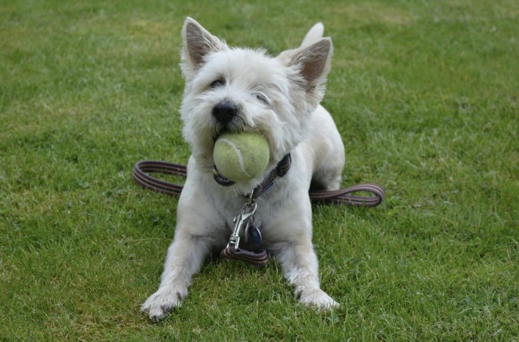 How to Properly Teach NO to your Puppy 46 Screenshot 2022 05 28 at 09.57.03