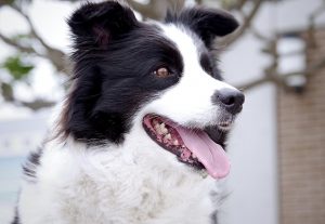 Border Collie