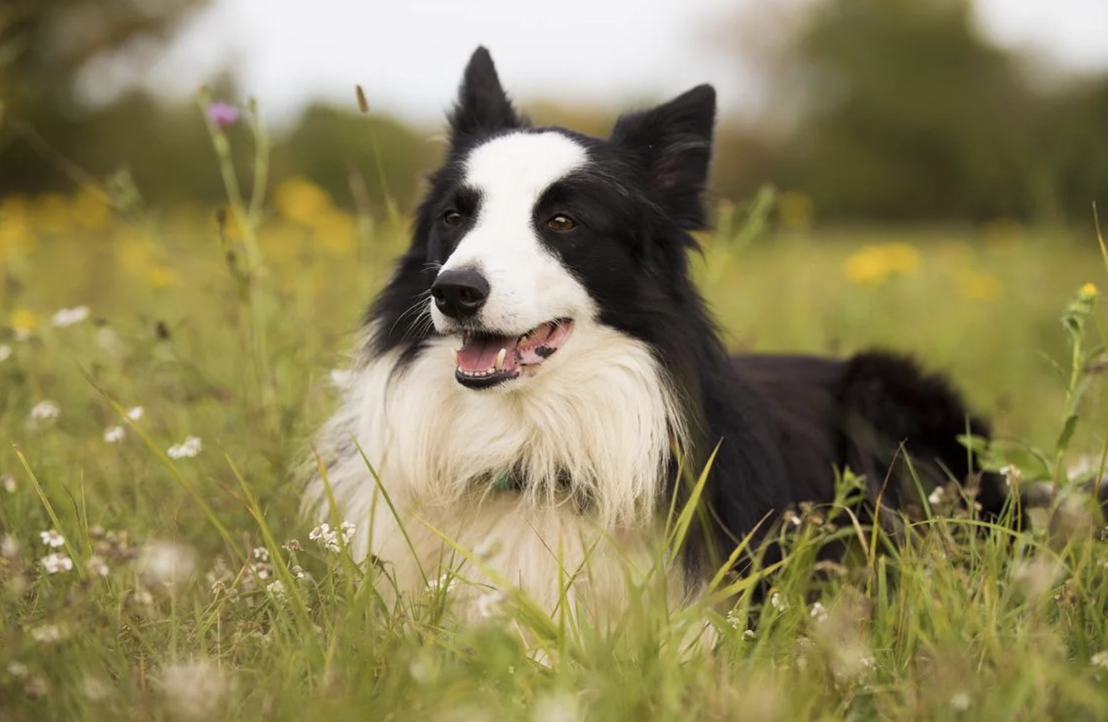 Border Collie