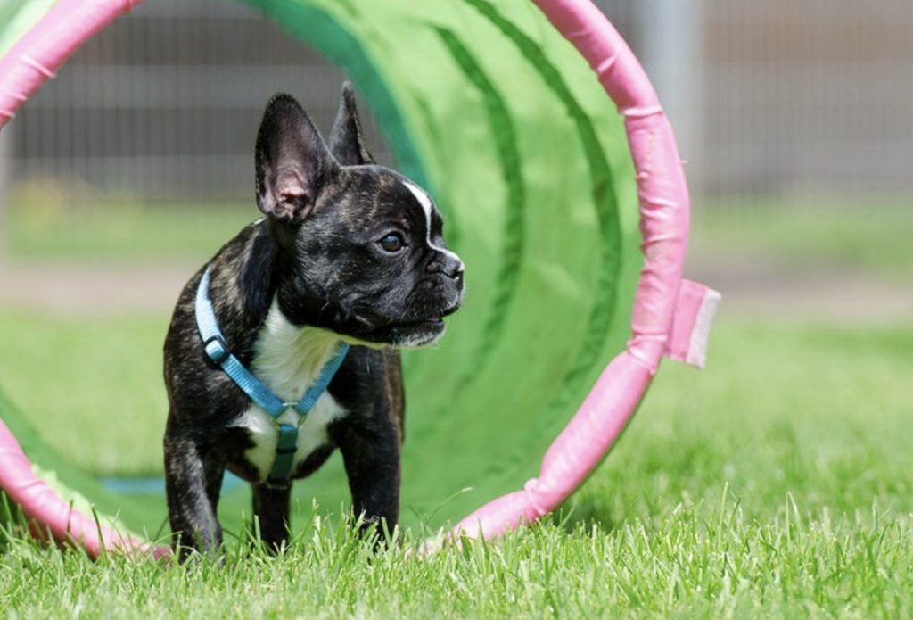 Best Dog Parkour Exercises For Beginners 18 Screenshot 2022 06 05 at 09.18.11