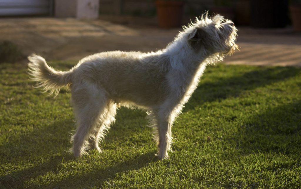 Why Does Your Dog Bark at Certain People? 17 Screenshot 2022 06 08 at 09.26.39