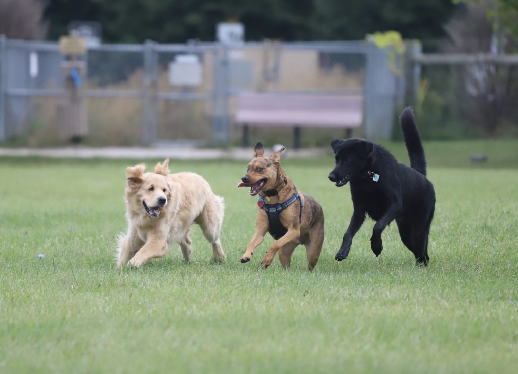 The Dog Park Myth - Is It Really a Good Place for Socialization? 3 Screenshot 2022 06 14 at 22.44.29 1