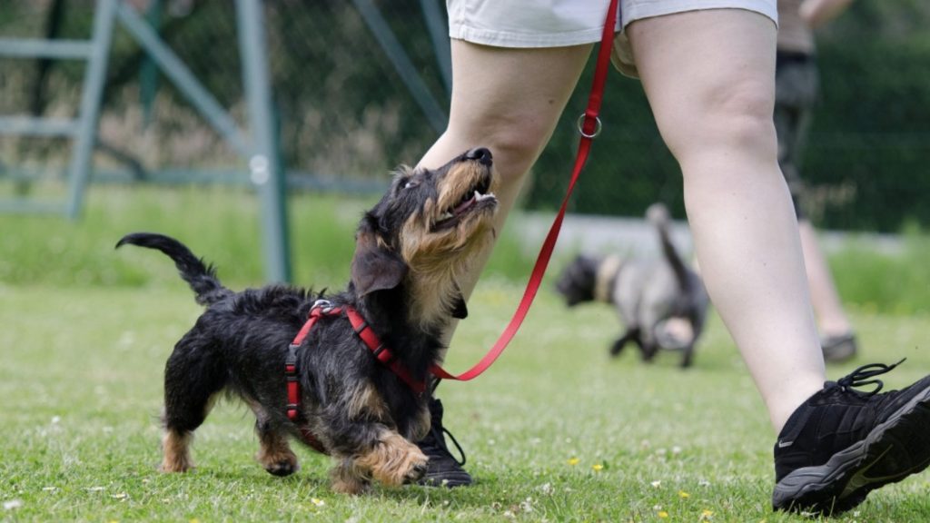 Simple Trick to Start Training with an Engaged Puppy 1 Screenshot 2022 06 21 at 19.32.27