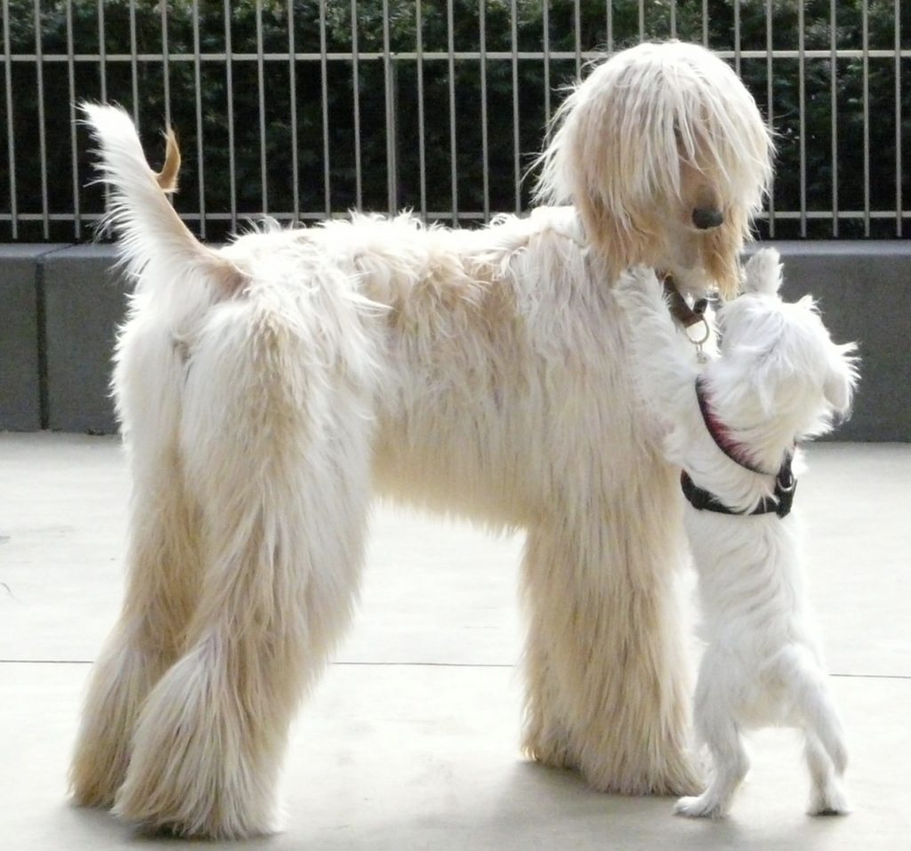 How To Increase Your Dog's Confidence? 22 Screenshot 2022 06 23 at 11.28.54