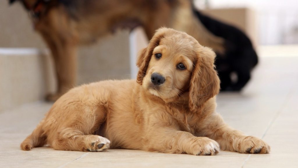 Top 7 Dog Commands You Have to Teach Your Puppy 21 Screenshot 2022 06 27 at 16.23.59