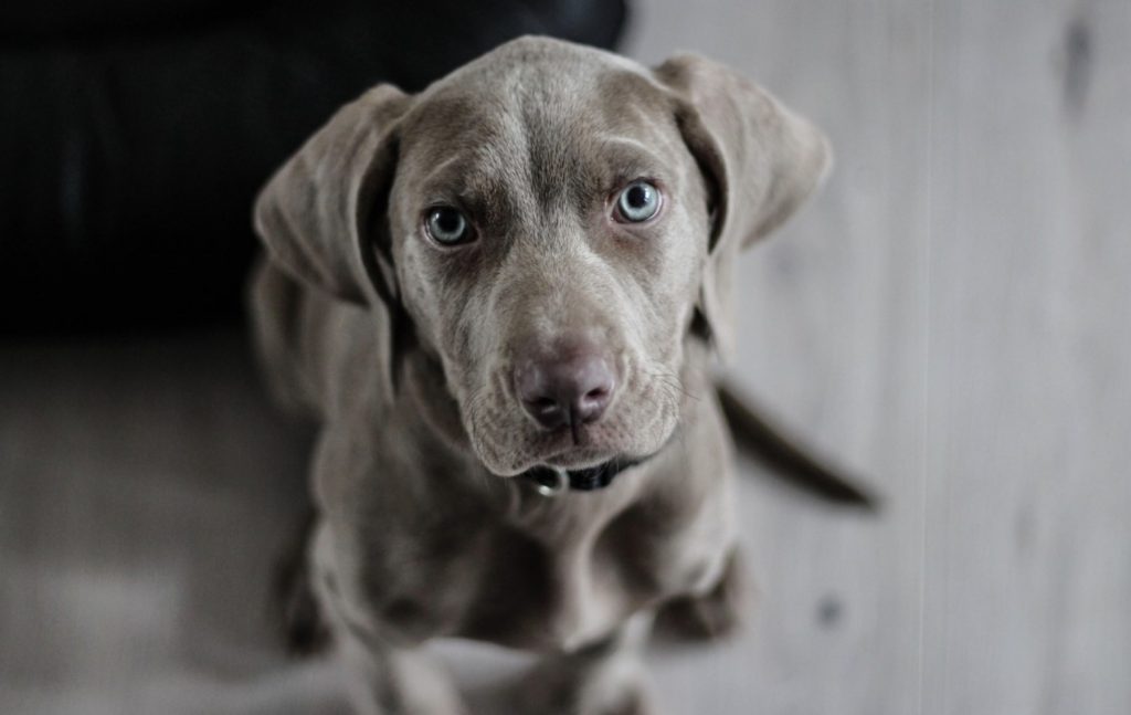 Desensitization - Help your Dog Overcome Fear 20 Screenshot 2022 06 30 at 08.36.43