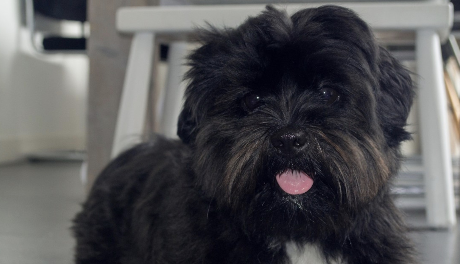 Affenpinscher