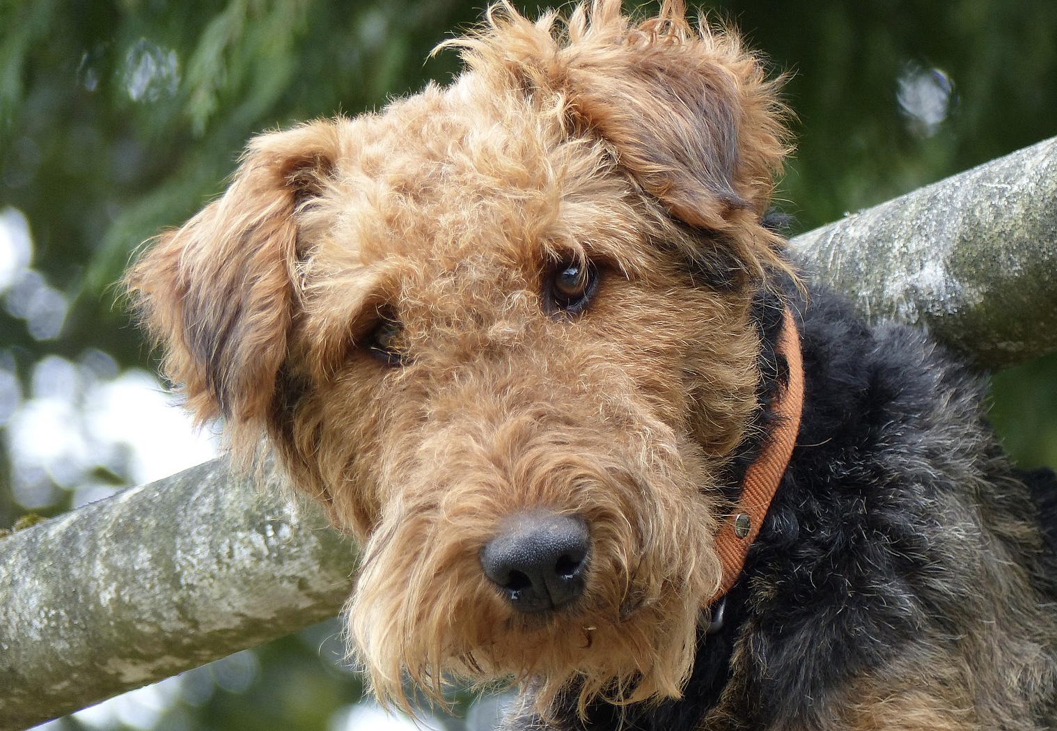 Airedale Terrier