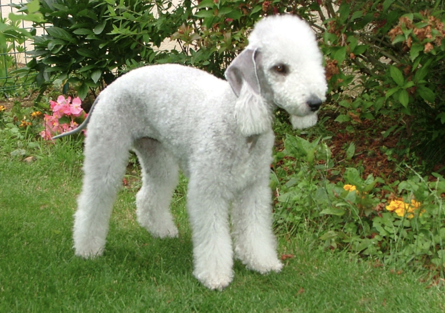 Bedlington Terrier