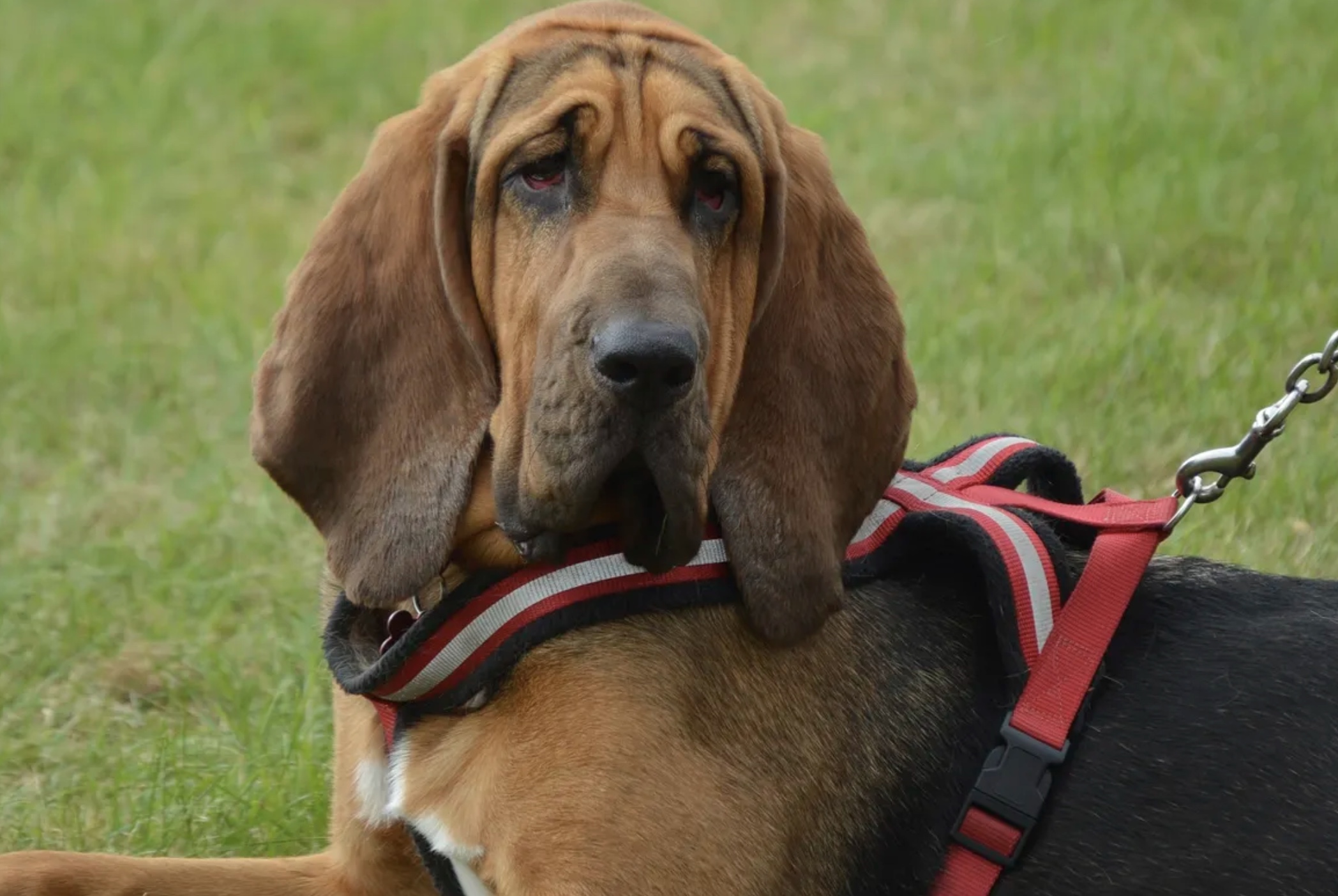 Belgian Bloodhound