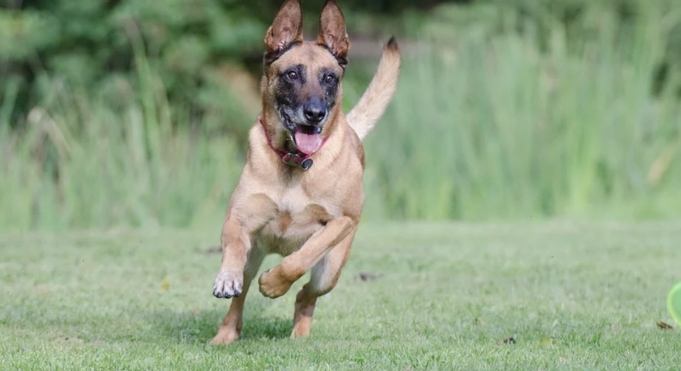 Belgian Malinois