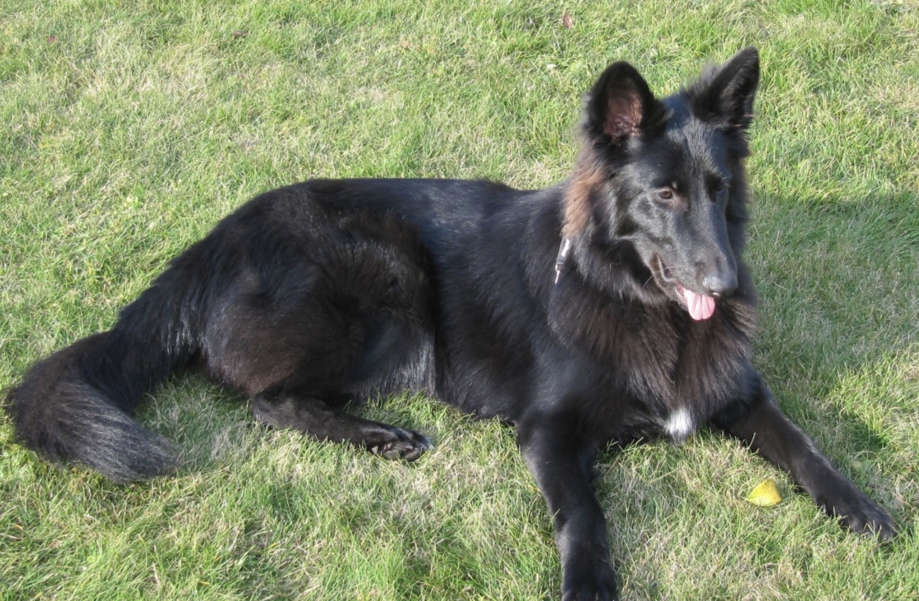 Belgian Sheepdog