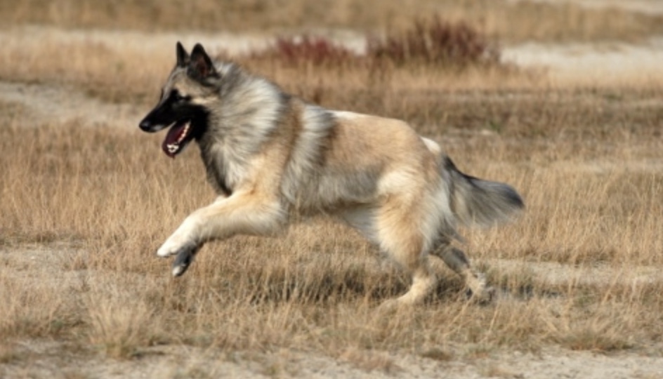 Belgian Tervuren