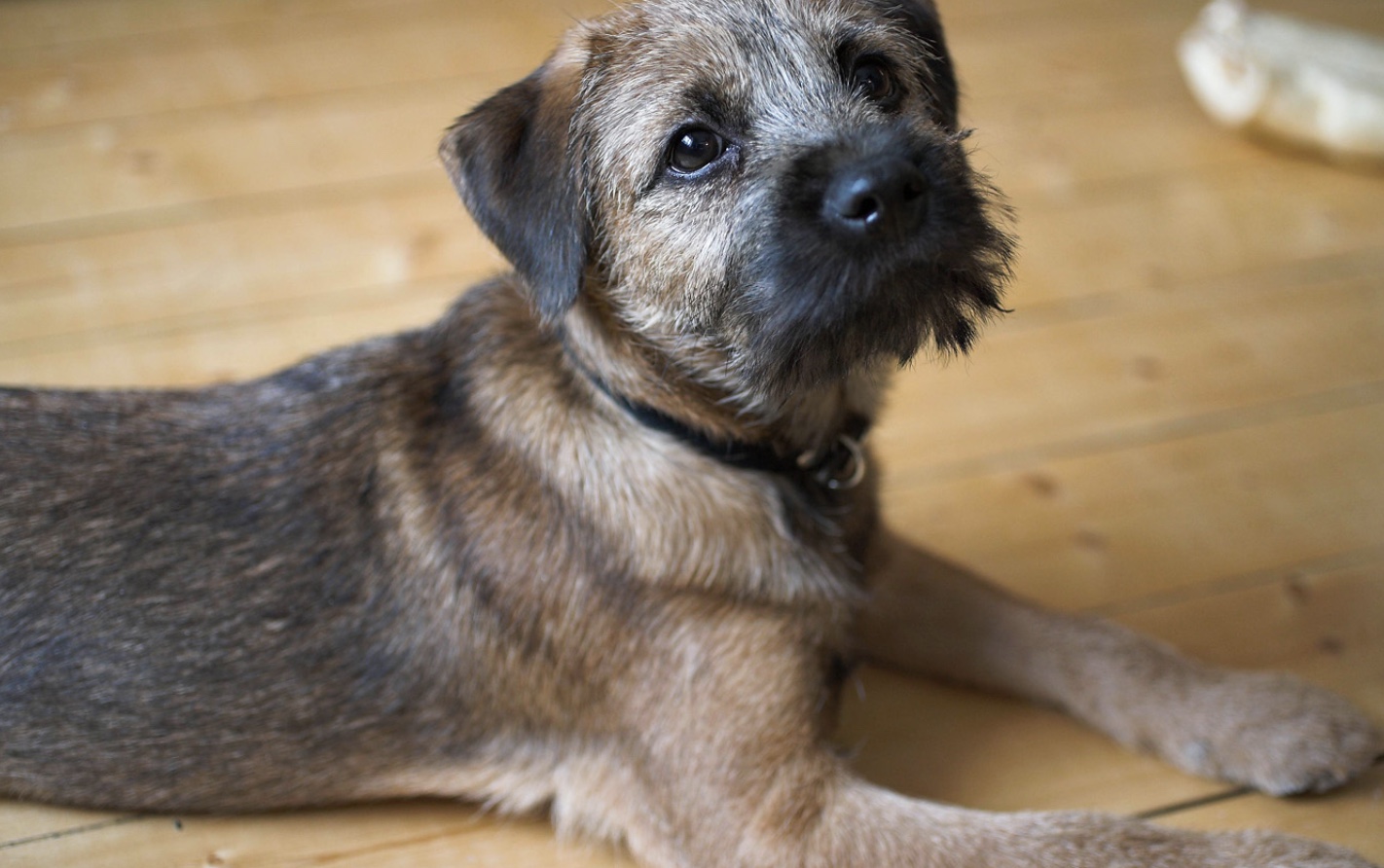 Border terrier