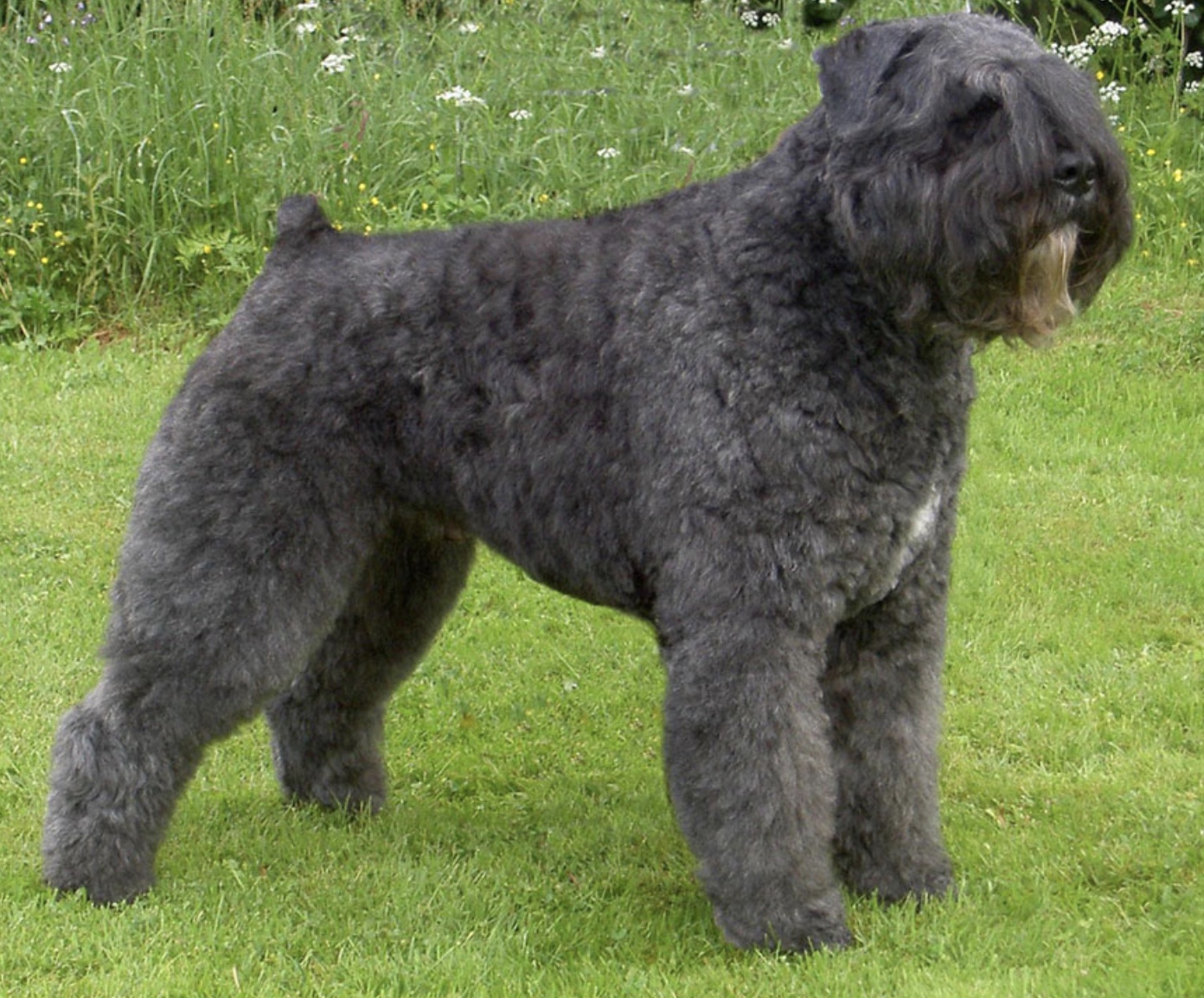 Bouvier des Flanders