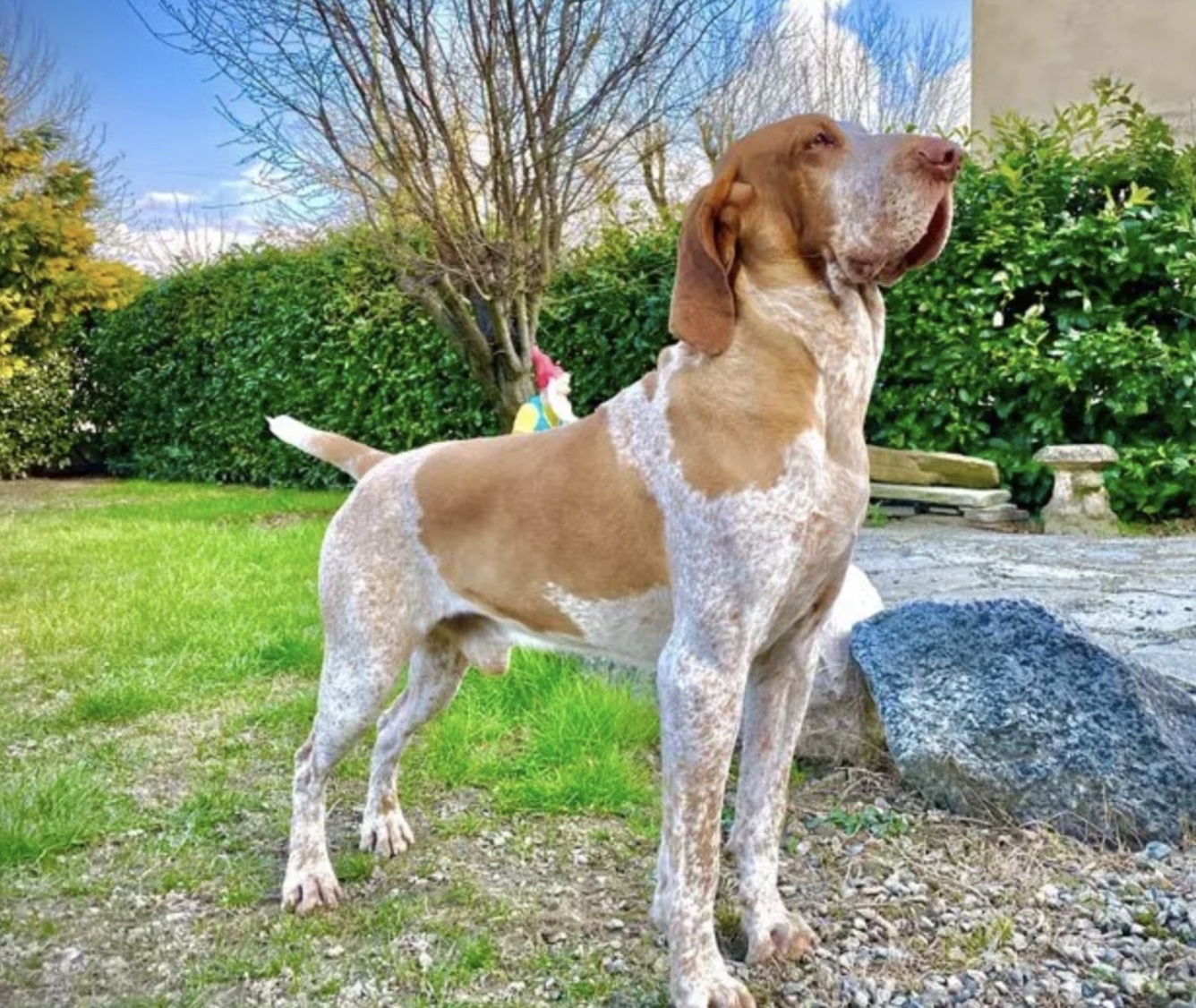 Bracco Italiano