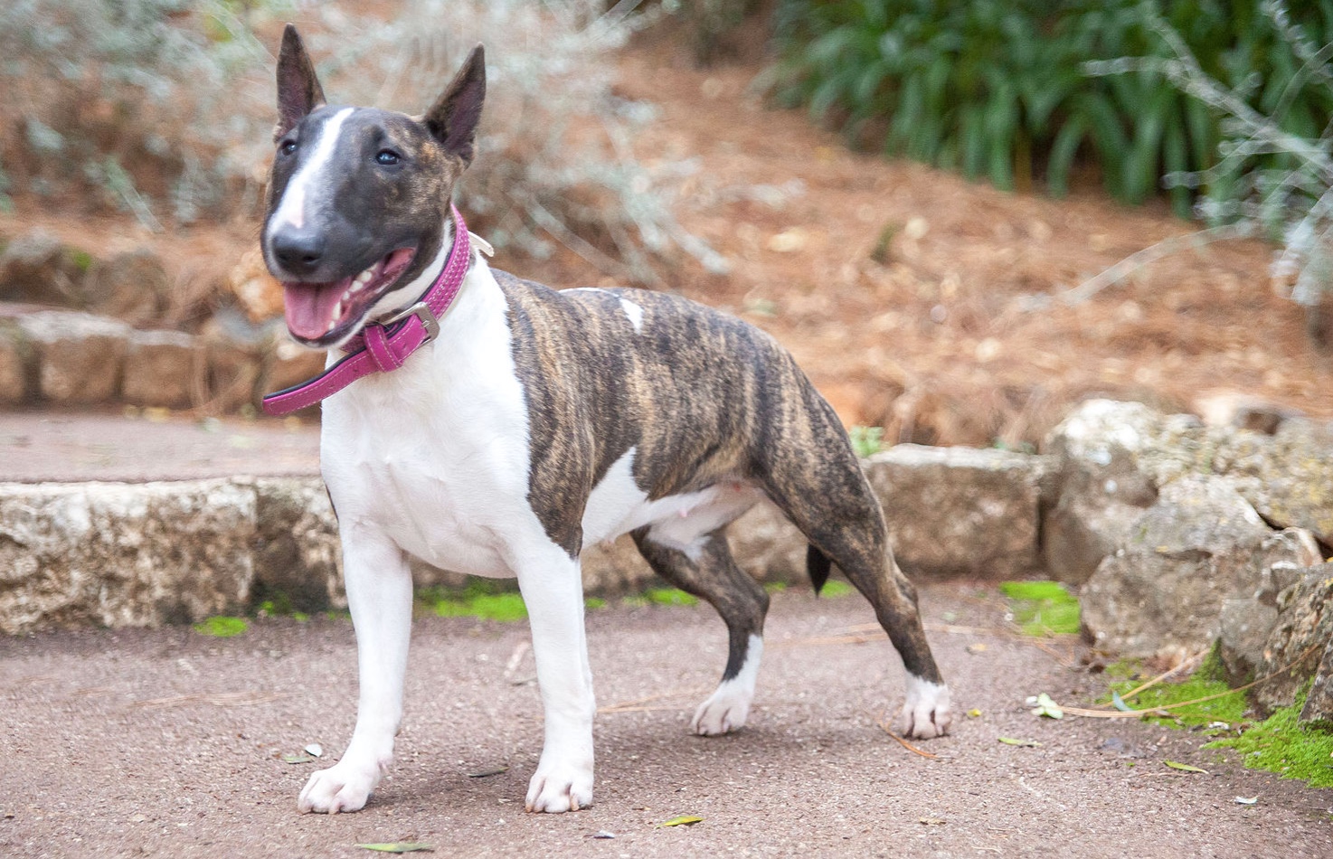 Bull Terrier