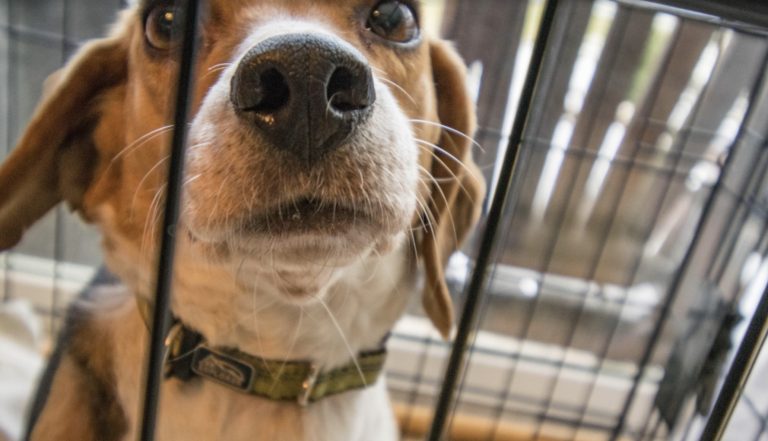 Dog in crate