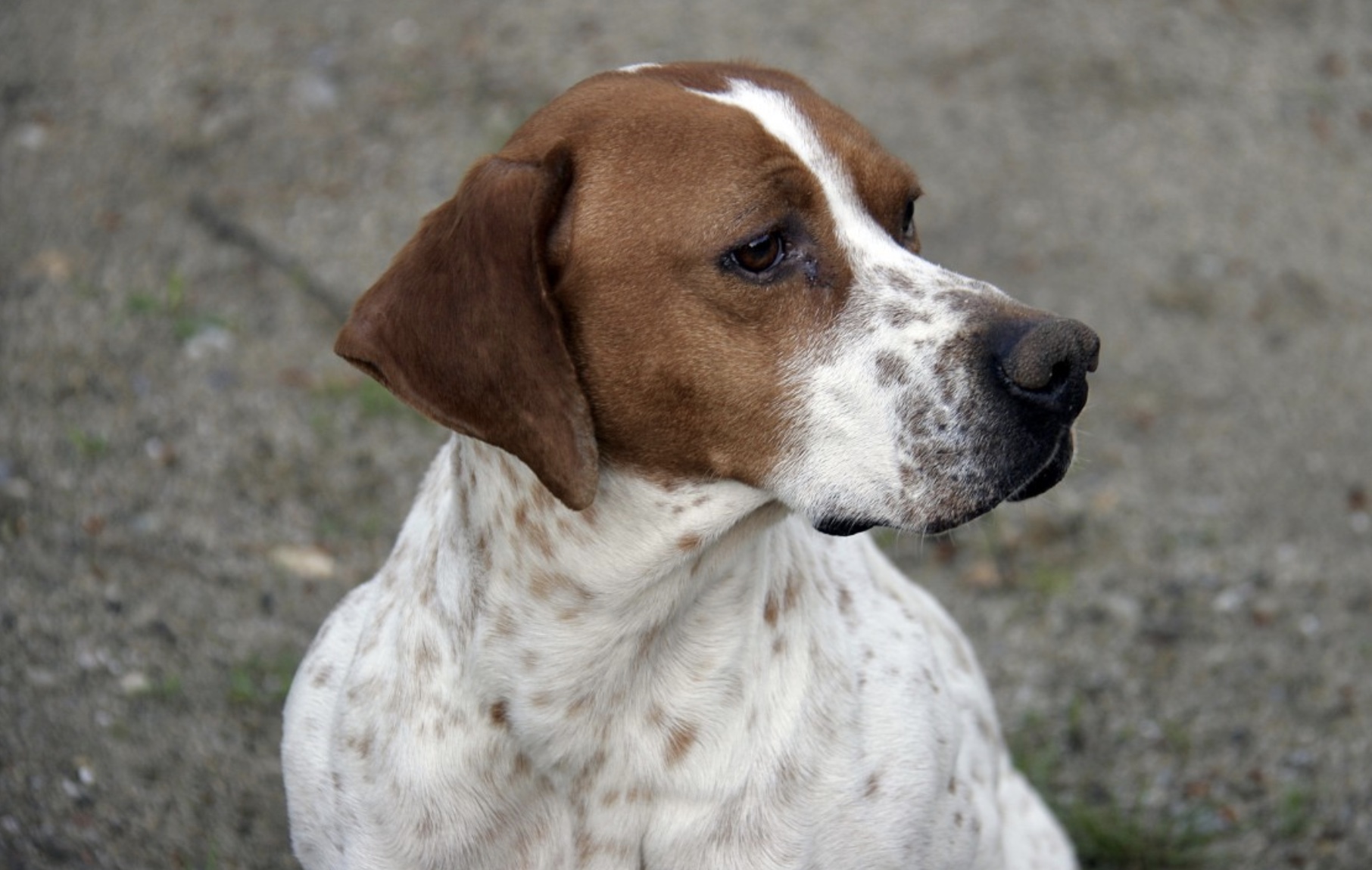 English Pointer